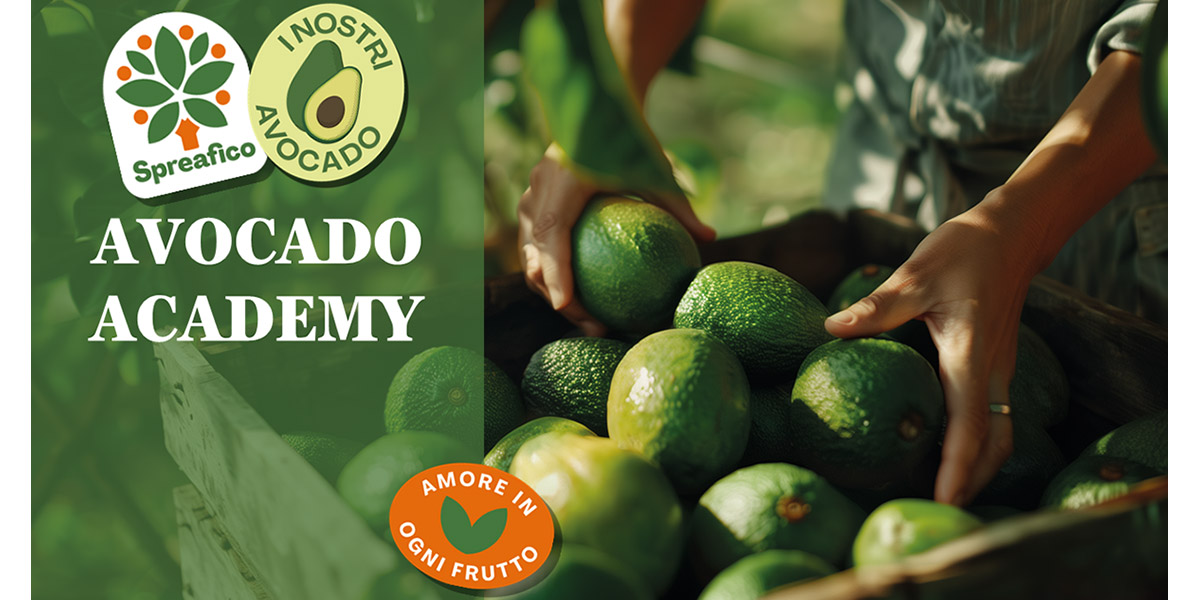 Spreafico lancia l'Avocado Academy